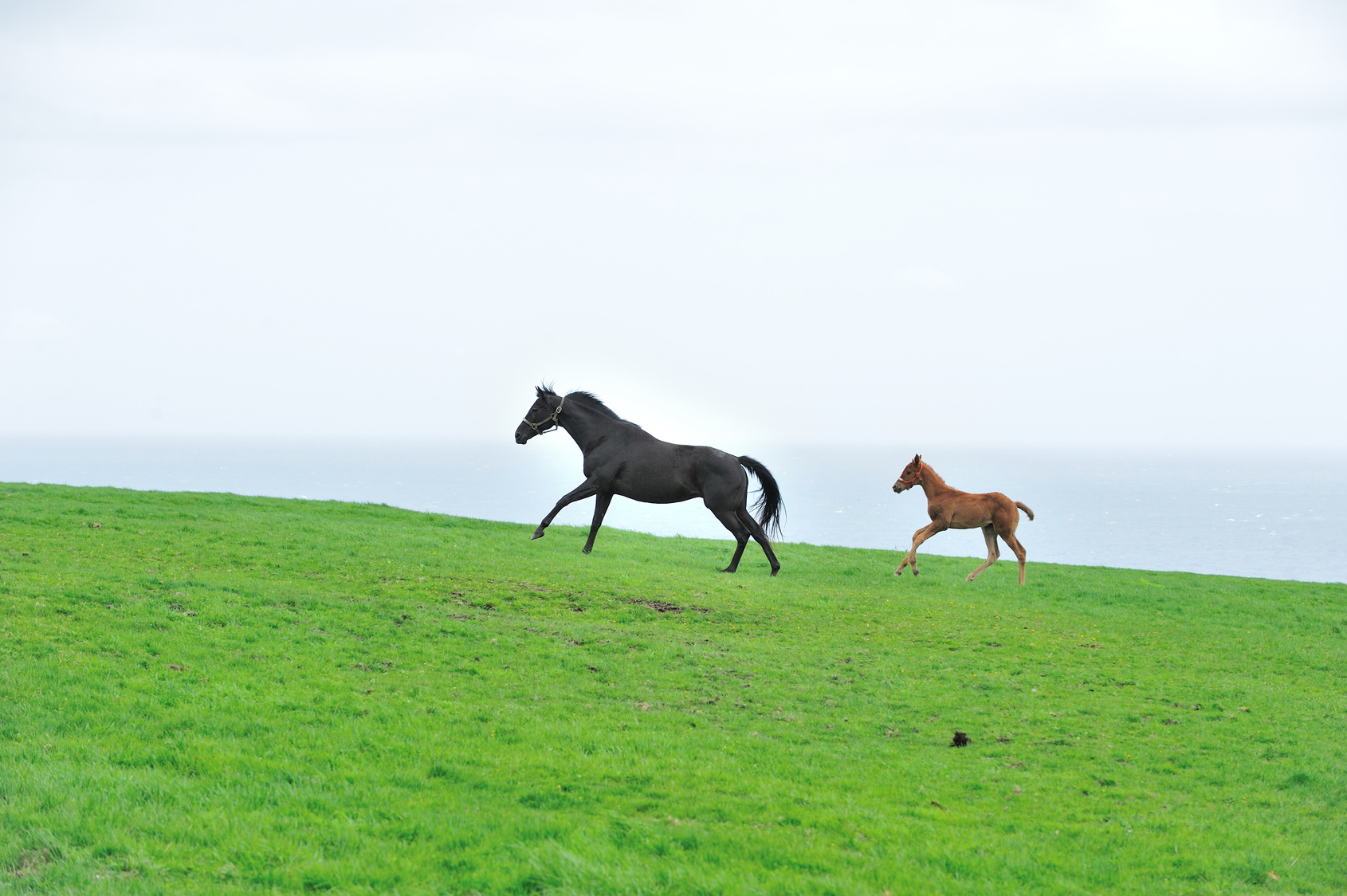草原を駆ける馬